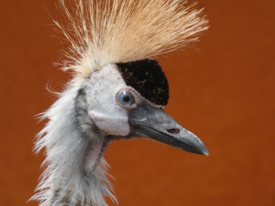 Kabaka